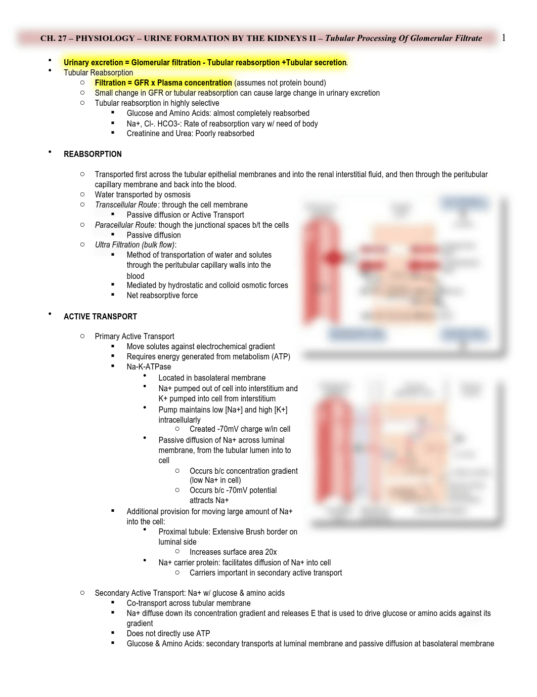 Physio - 27 - Urine Formation by the Kidney - Part II - BL_d18lyumyisk_page1