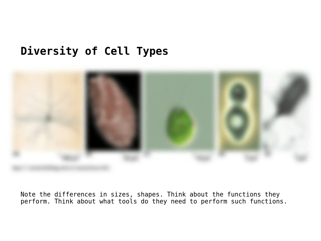 Chapter 1.ppt_d193sza1stv_page4