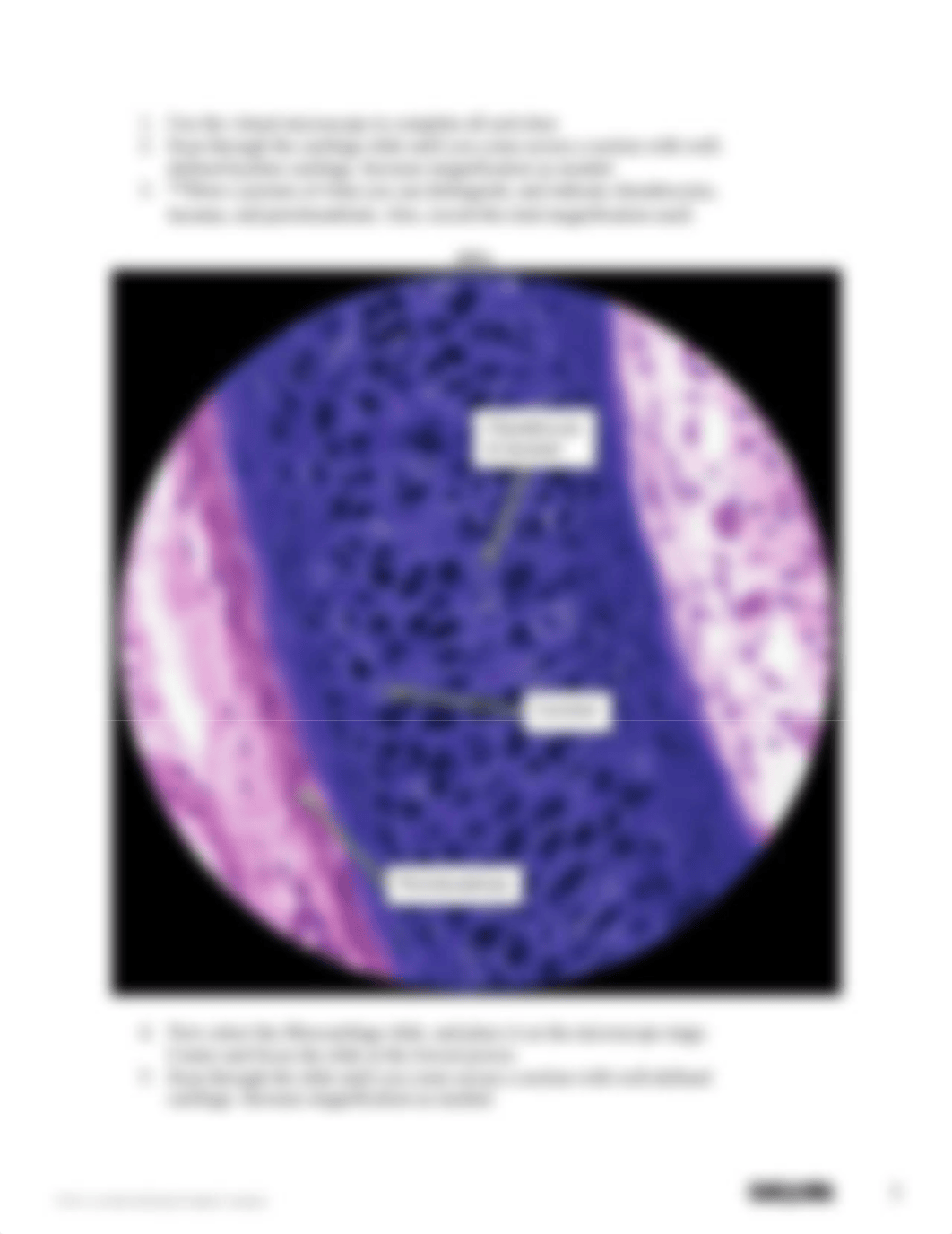 M3 Lab Intro to Histology Cartilage & Bone.pdf_d19iwni73j4_page3