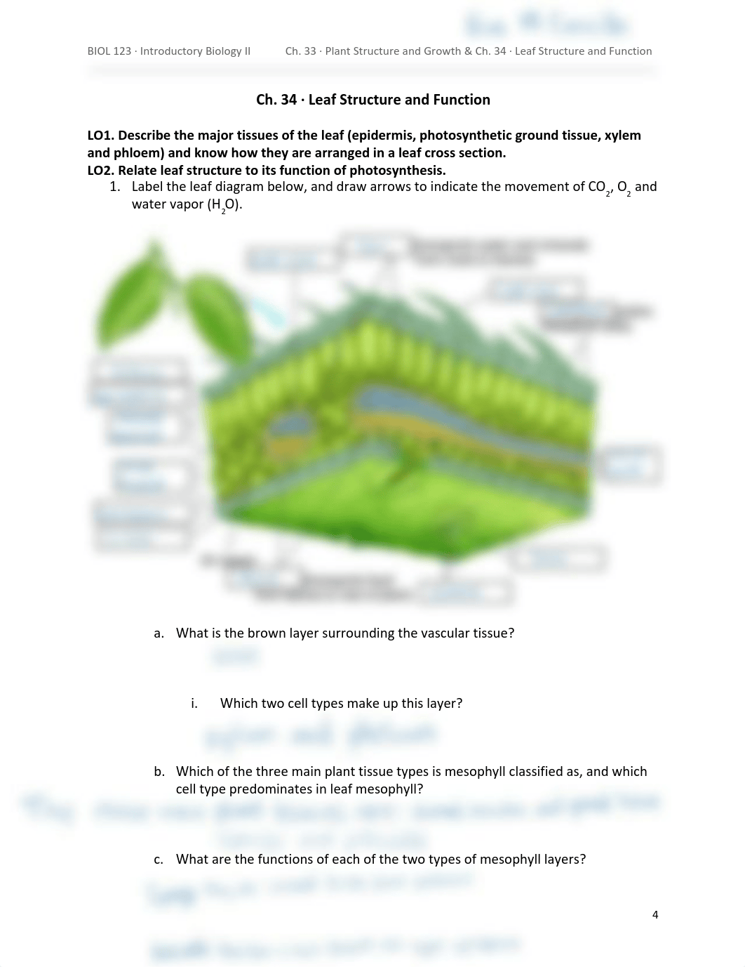 Ch.34 Leaf structure and function .pdf_d19yp609zim_page1