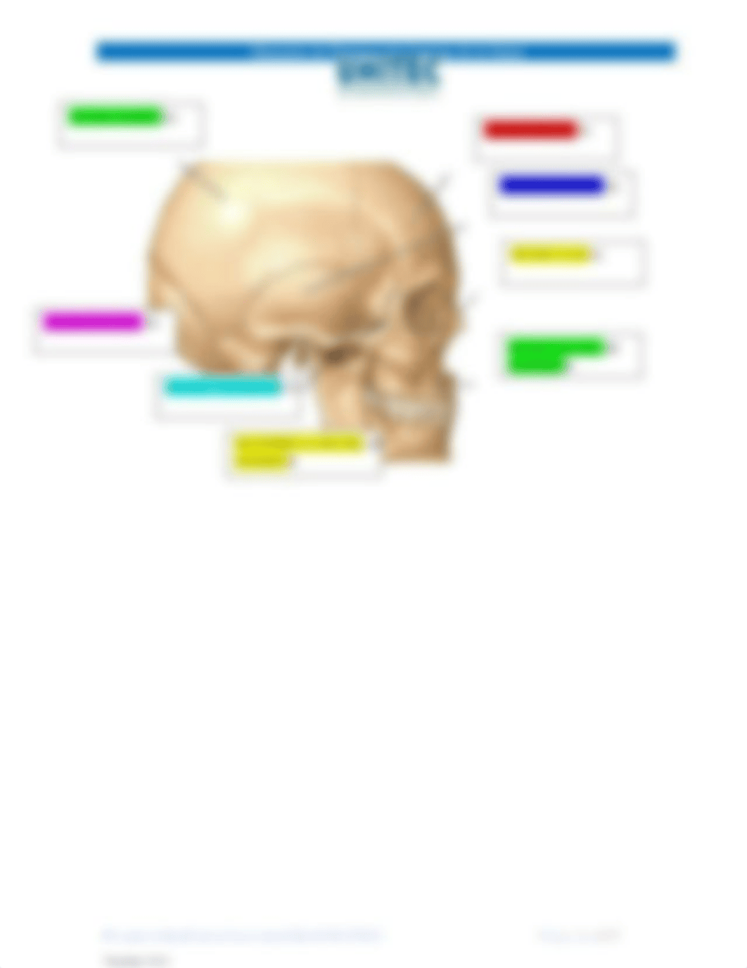 Práctica 2.  Sistema óseo.Clsificacion y principales huesos.docx_d1arc0lq3yr_page3