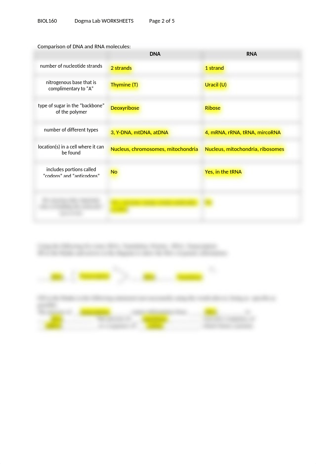 KinKade -Week 5 - DNA Worksheet.docx_d1avimbstk6_page2