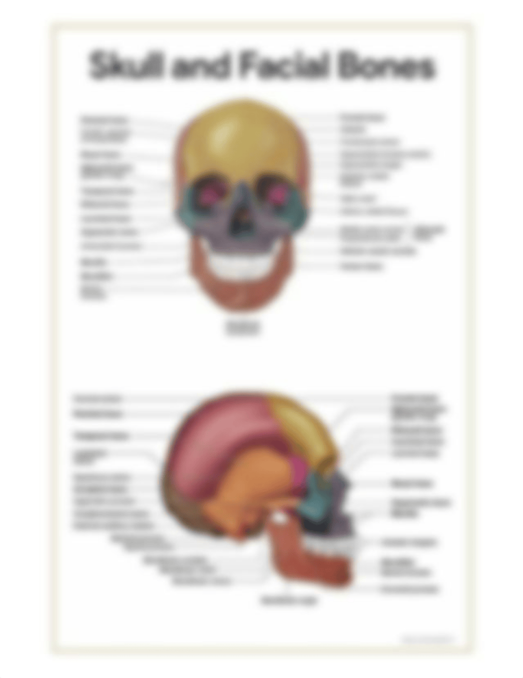 skull and facial bones.jpg_d1b8n7cuvql_page1