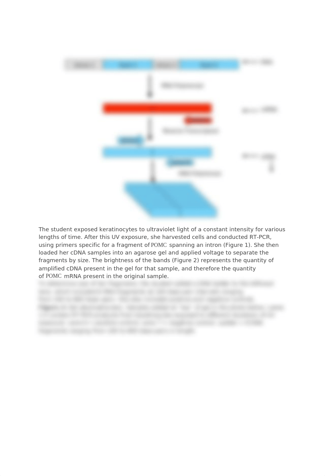 17. Reverse transcriptase polymerase chain reaction (RT-PCR) of a UV-dependent gene.docx_d1bc6rgoauc_page2