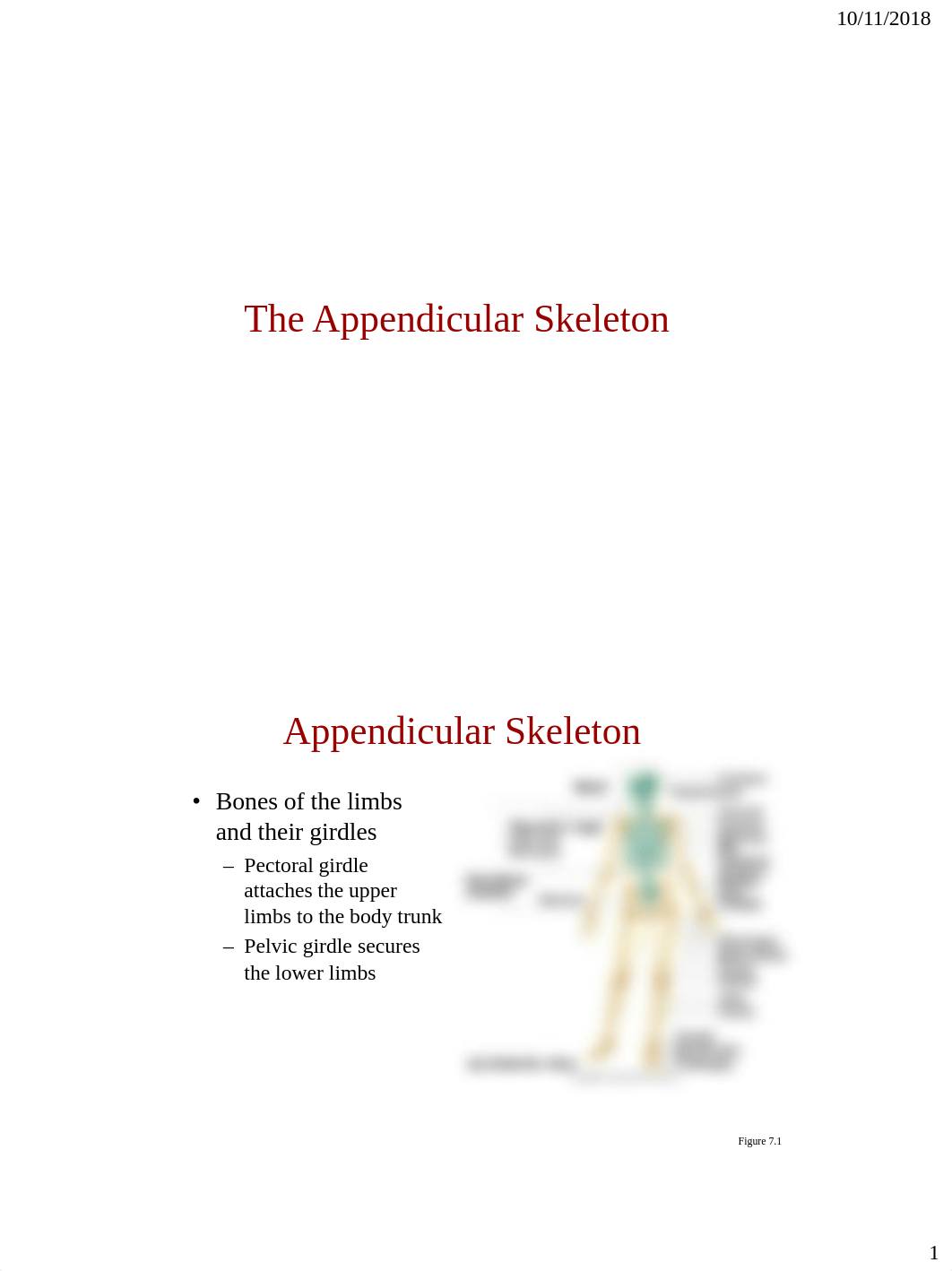 Bio_107_Appendicular_Skeleton.pdf_d1bj8cziieu_page1