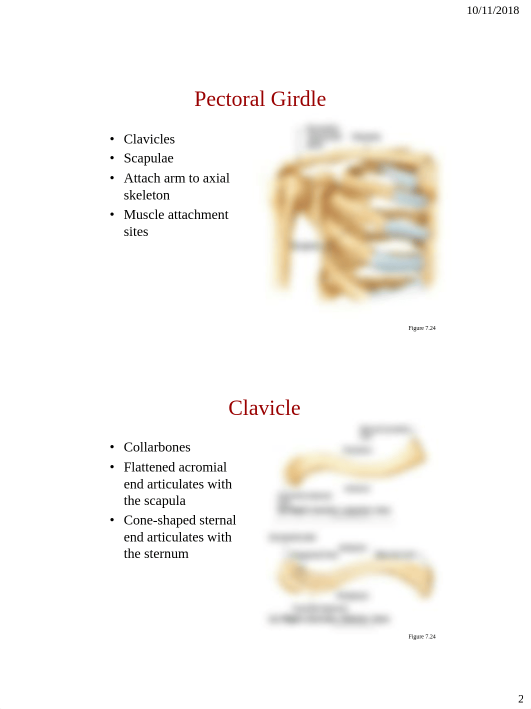 Bio_107_Appendicular_Skeleton.pdf_d1bj8cziieu_page2