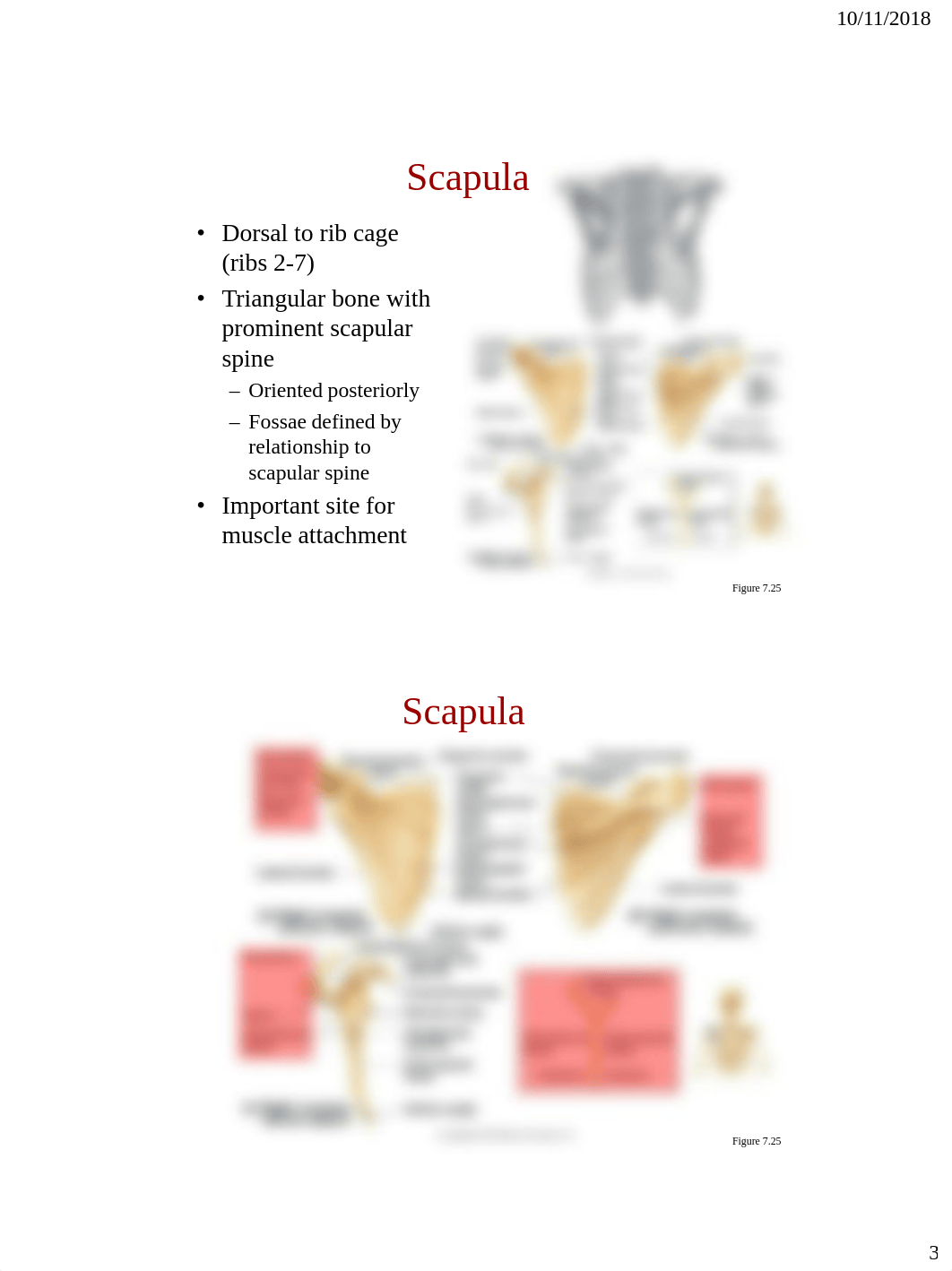 Bio_107_Appendicular_Skeleton.pdf_d1bj8cziieu_page3