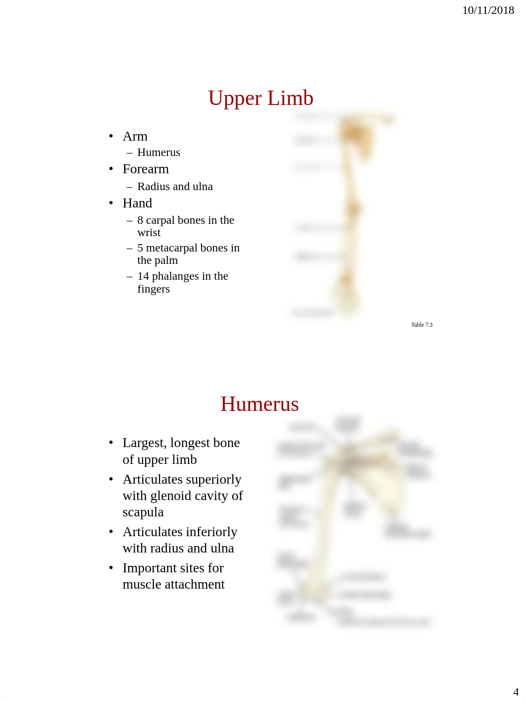 Bio_107_Appendicular_Skeleton.pdf_d1bj8cziieu_page4