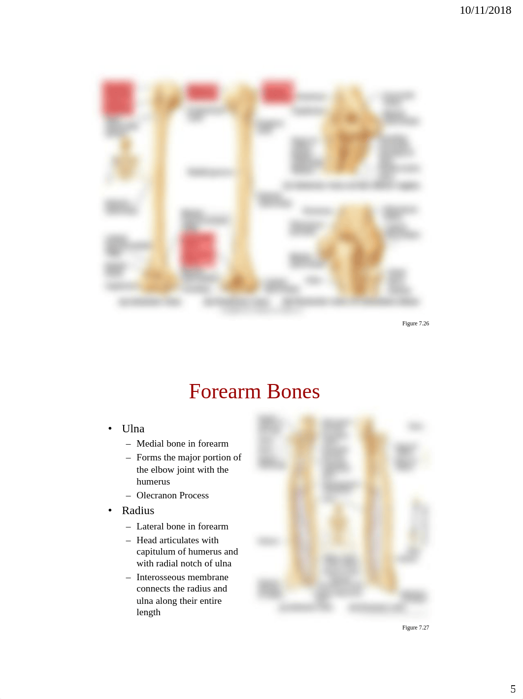 Bio_107_Appendicular_Skeleton.pdf_d1bj8cziieu_page5