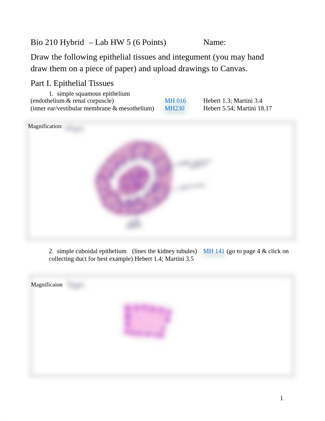 Lab HW 5 Hybrid Epithelial Tissues and Integument.pdf_d1by5tnhqw5_page1