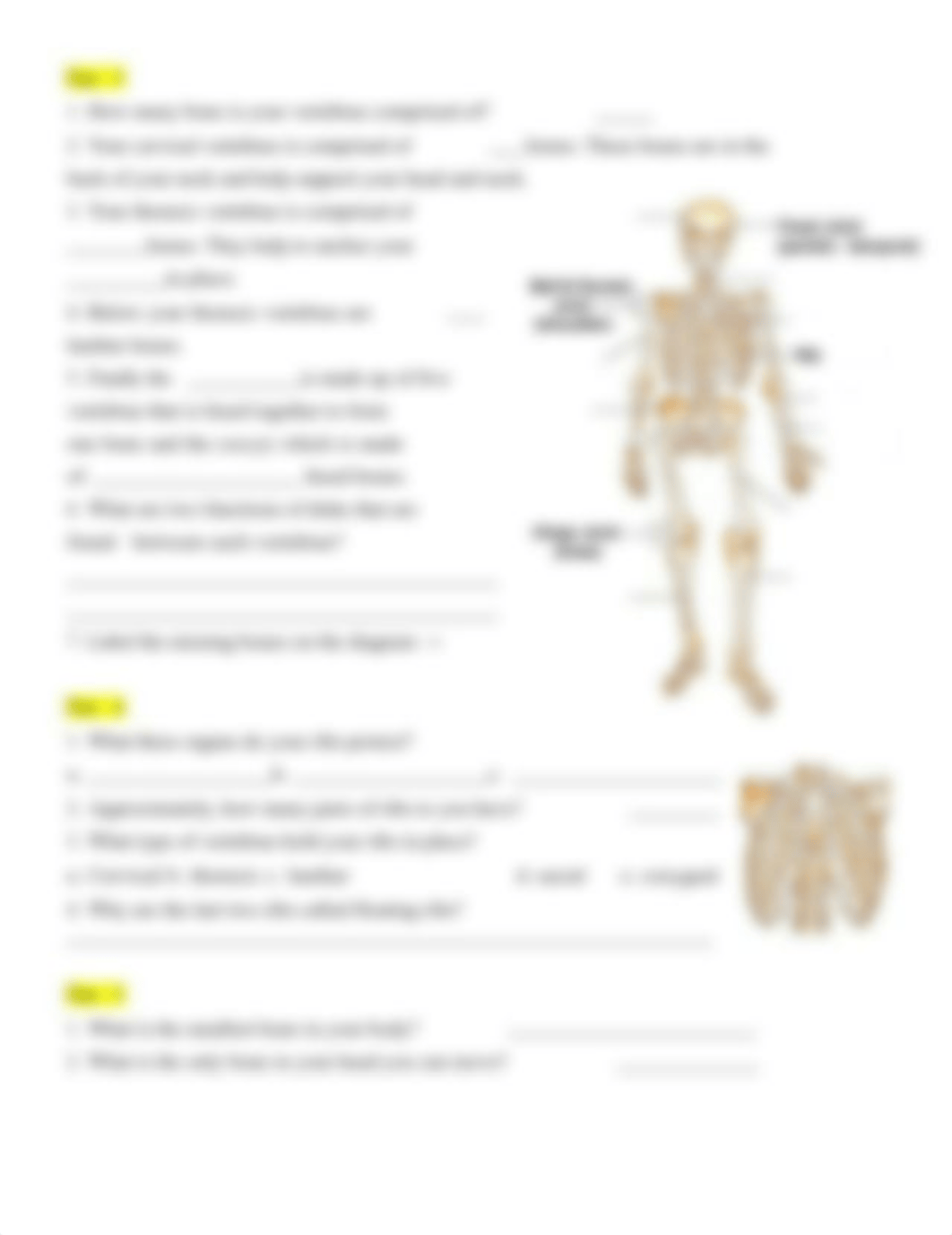 Skeletal_Webquest_.docx_d1c4fugou0z_page2