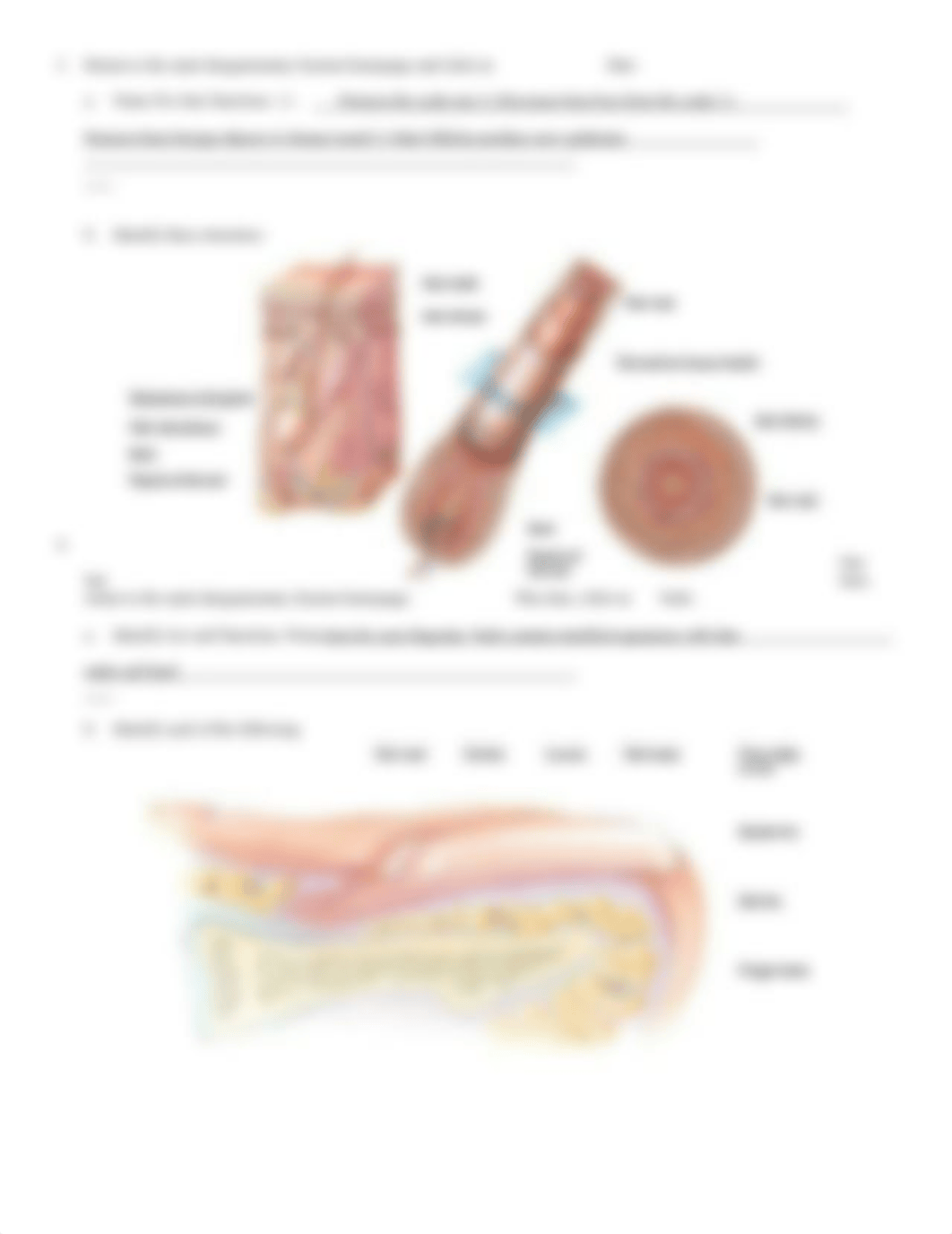 Intergument system.doc_d1c8wkx2l6x_page2