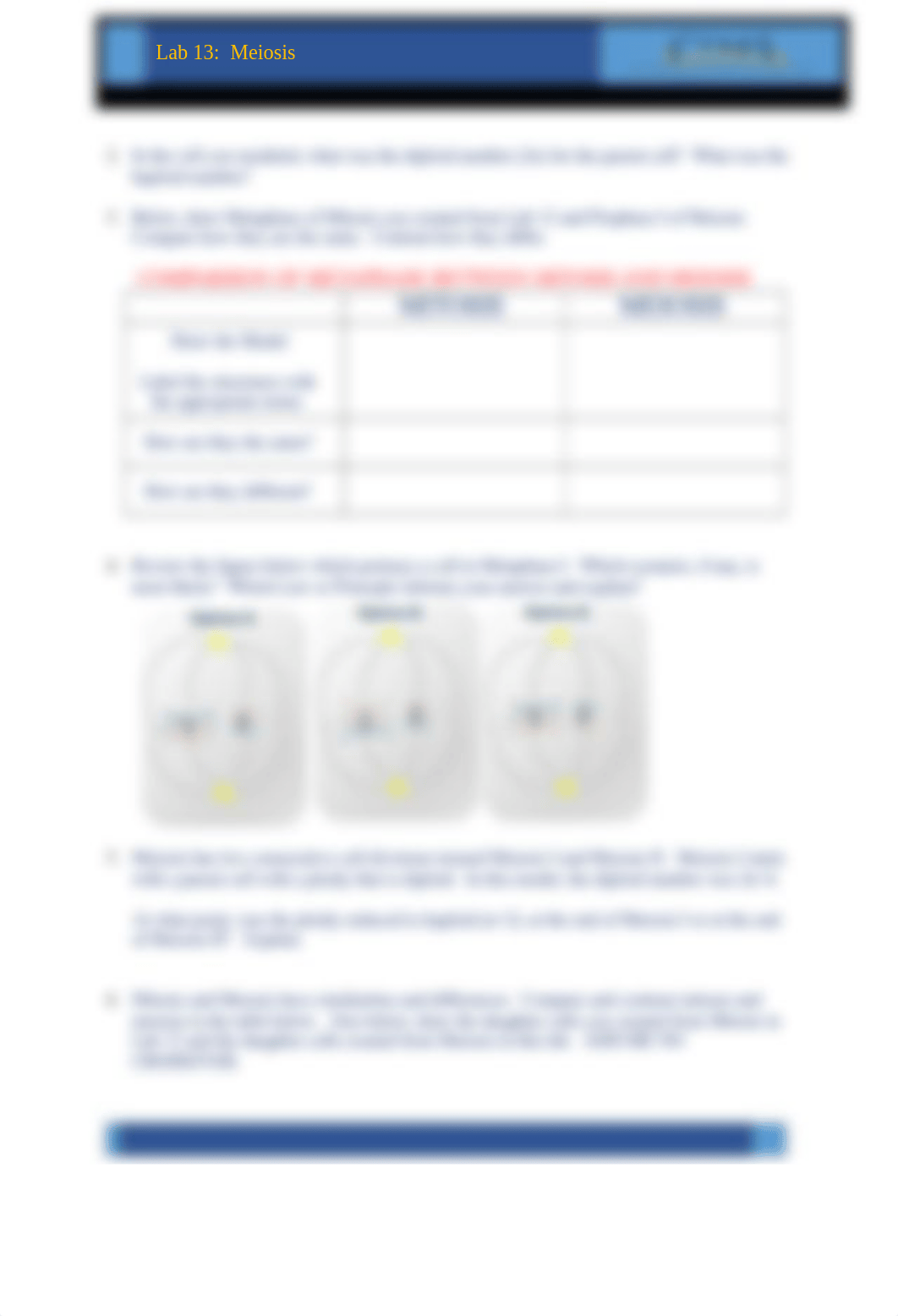 Lab-13_Meiosis_Lab-Report_BIO1.0(1)_d1c9ckkmx9f_page3