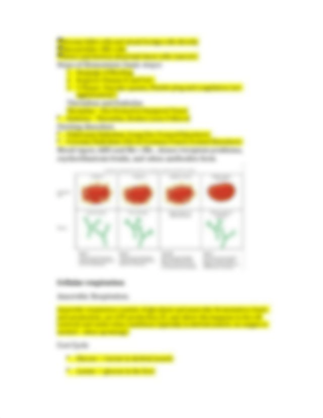 Bio 261 S16 Exam 2 Review Sheet Revd (1).doc_d1crz2in1p9_page3