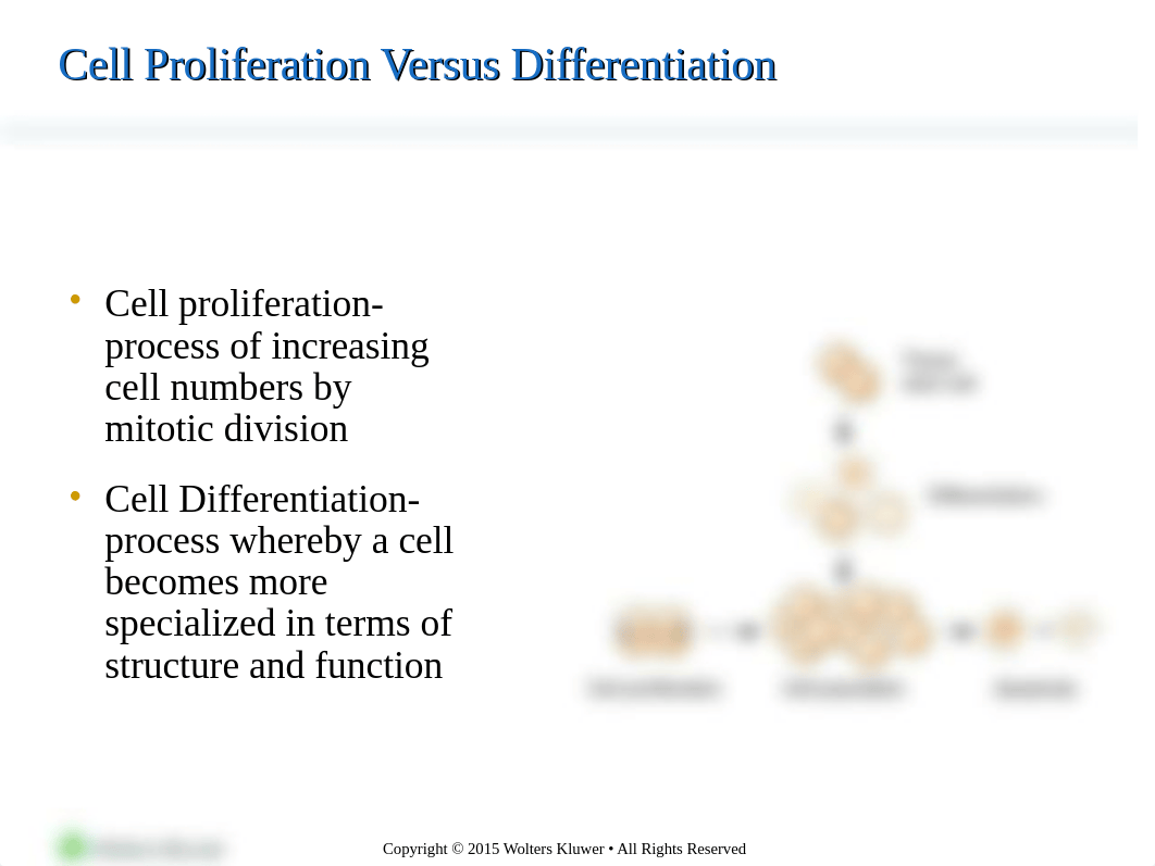 Chapter 6 - Neoplasia.ppt_d1d08aw1g1r_page2