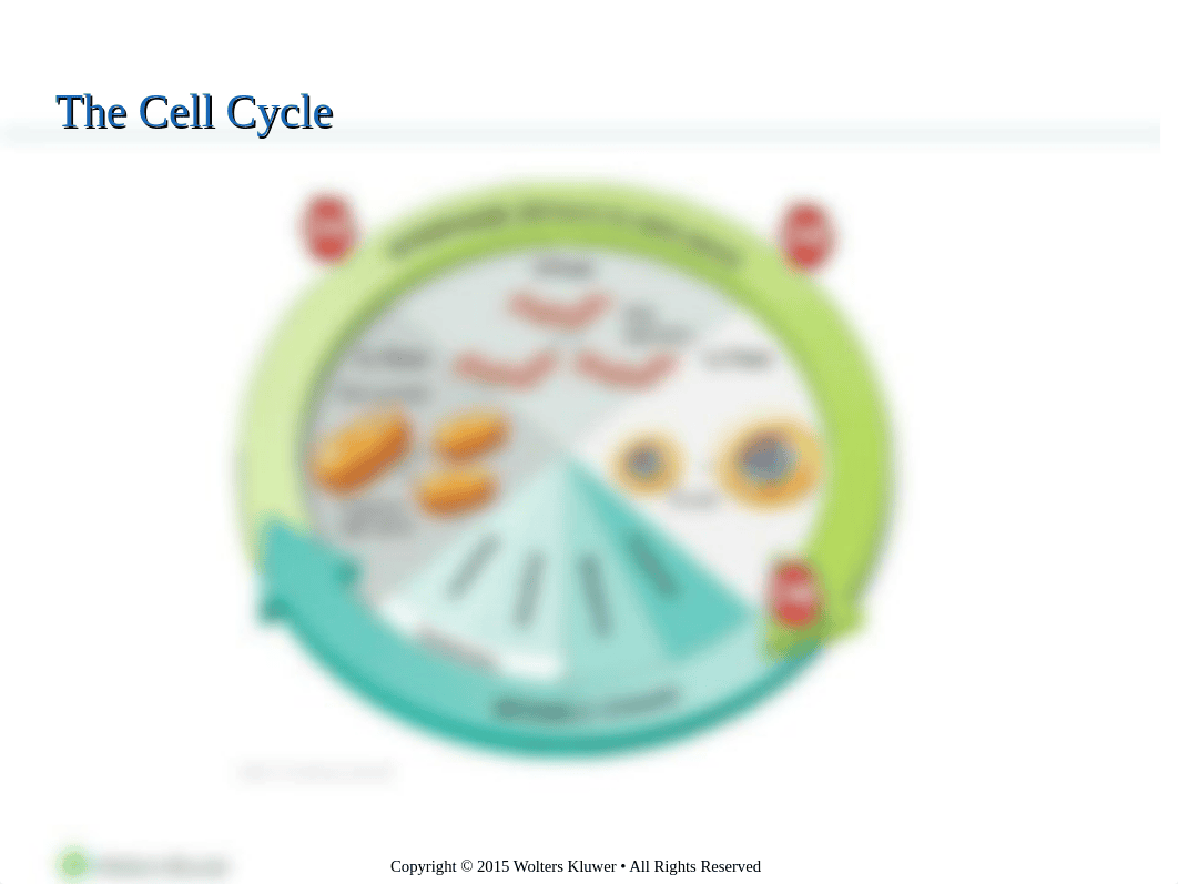 Chapter 6 - Neoplasia.ppt_d1d08aw1g1r_page3