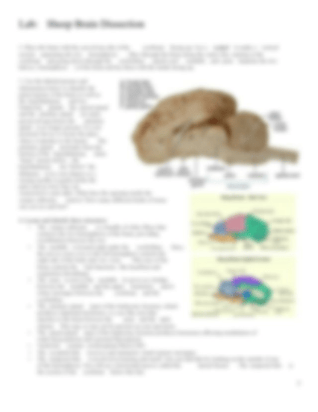 Sheep Brain Dissection.pdf_d1dhk31qzfj_page2