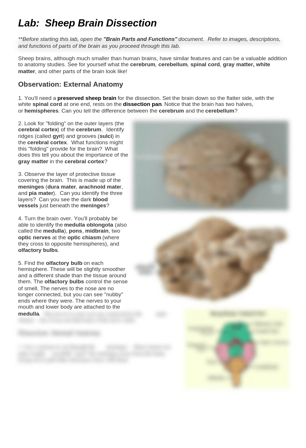 Sheep Brain Dissection.pdf_d1dhk31qzfj_page1