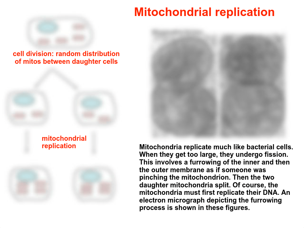 mito evolution_d1e1lvyxgtl_page5