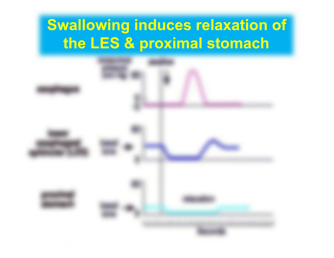 Lecture 35 Gastric Phase of Digestion_d1ednsh0fe6_page4