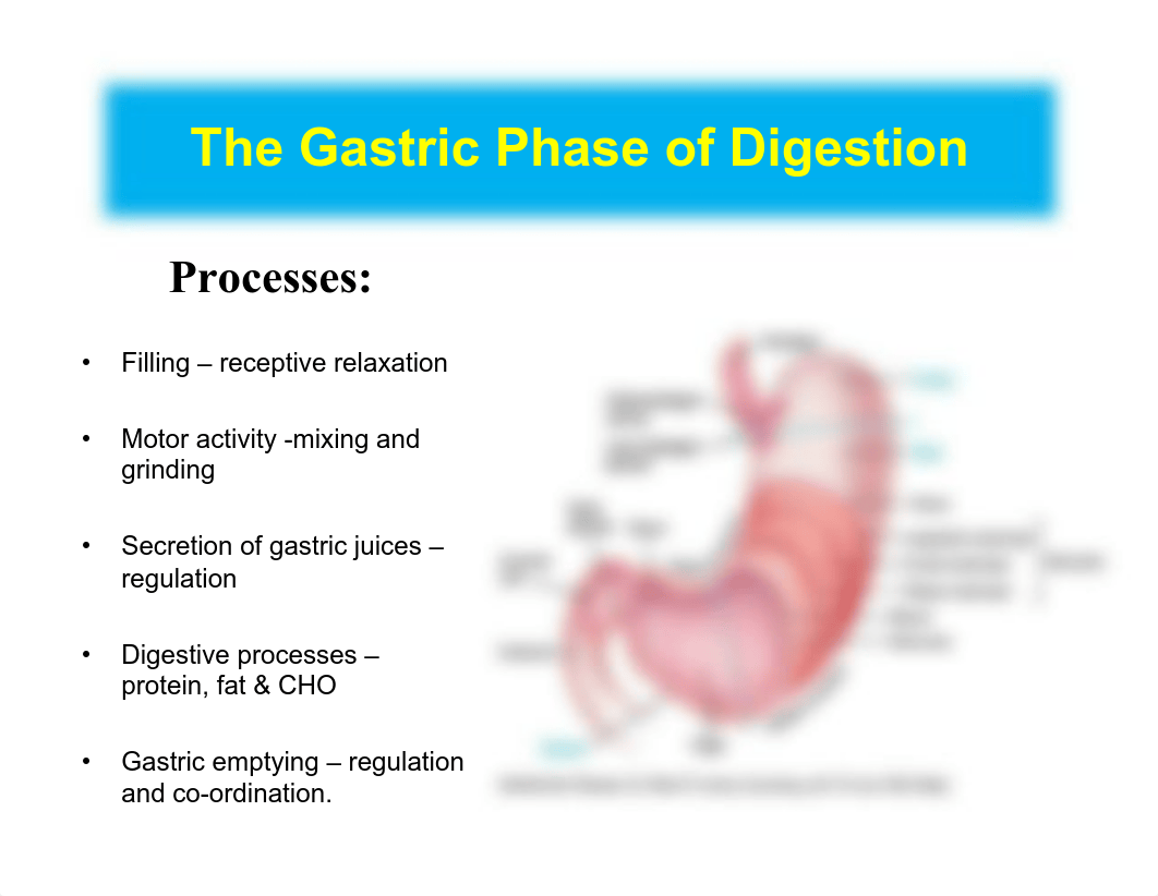 Lecture 35 Gastric Phase of Digestion_d1ednsh0fe6_page2