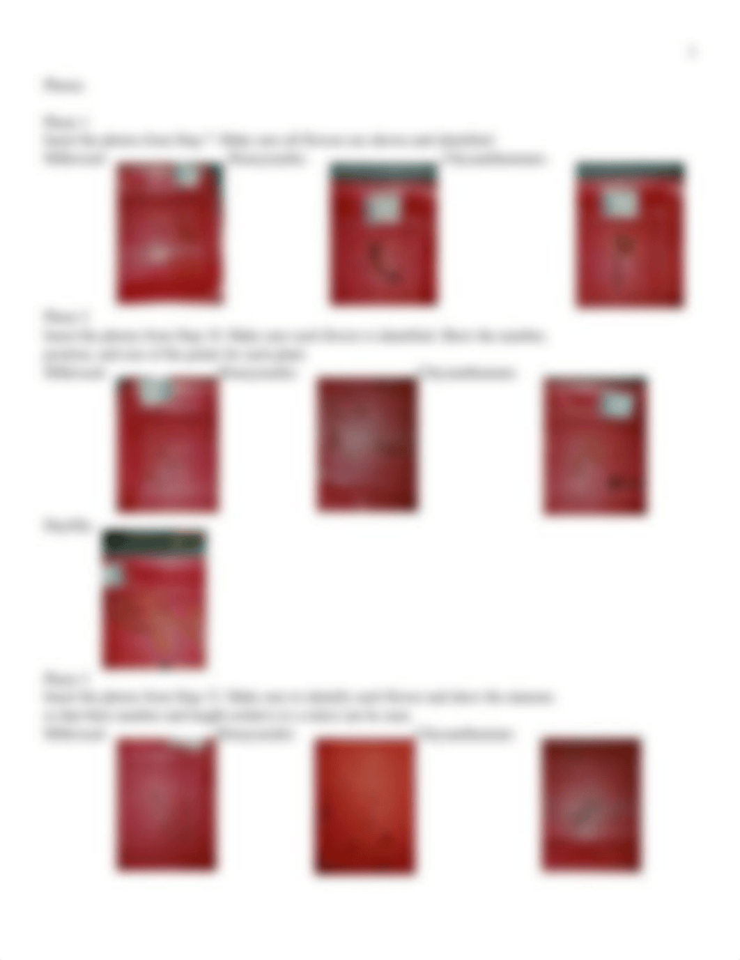 Anatomy of Flowering Plants Lab Report (1).docx_d1f1nfhhp2v_page2