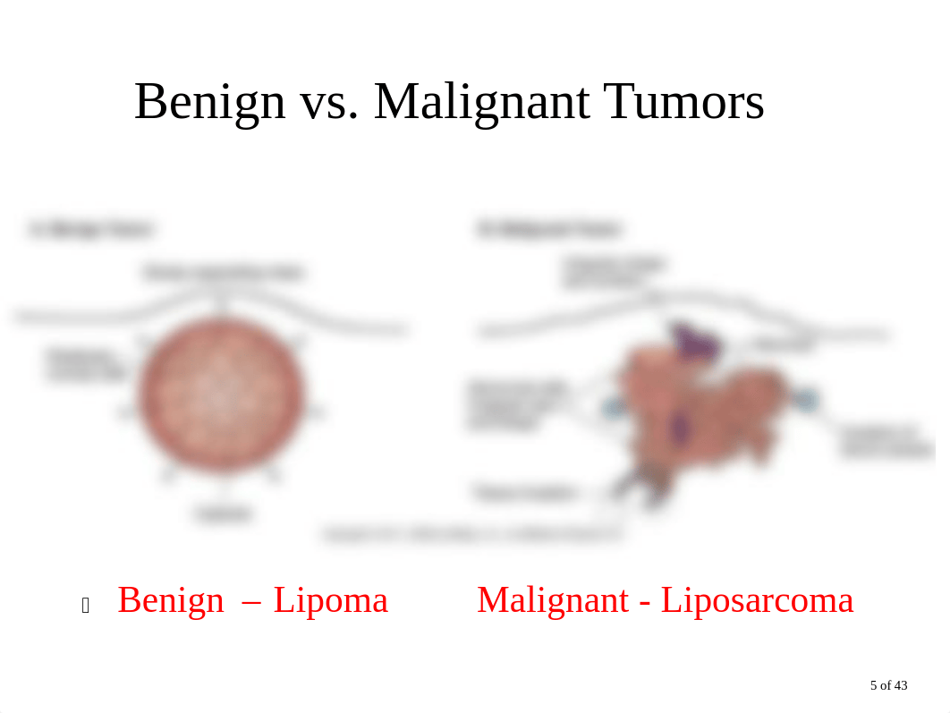 Chapter 20 Neoplasms and Cancer.pdf_d1fo15j931v_page5