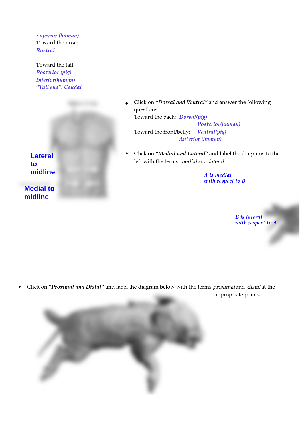 Virtual_Pig_Dissection.docx_d1fomuooa6c_page2