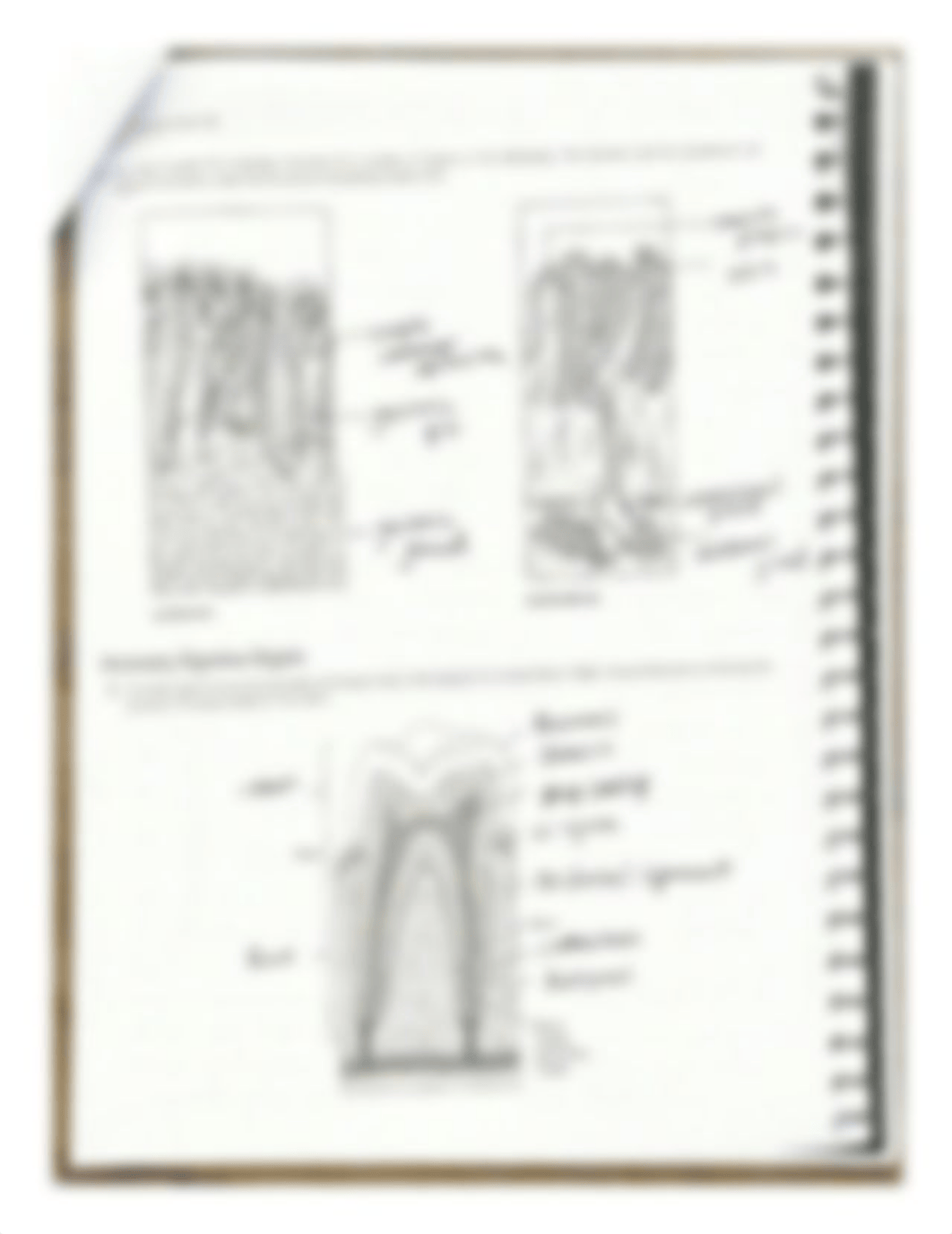 Exercise 38 anatomy of the digestive system.pdf_d1g17zehuno_page4