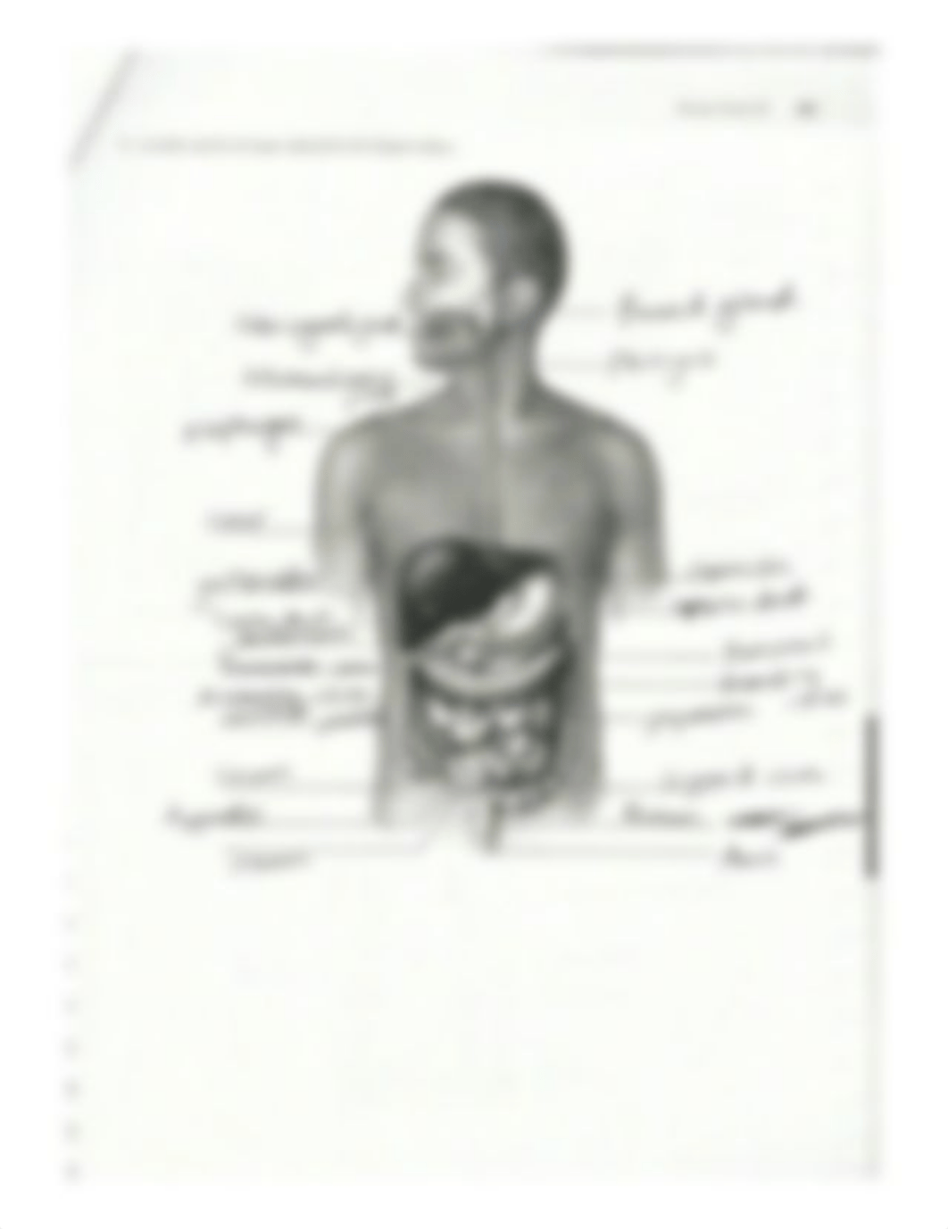 Exercise 38 anatomy of the digestive system.pdf_d1g17zehuno_page3