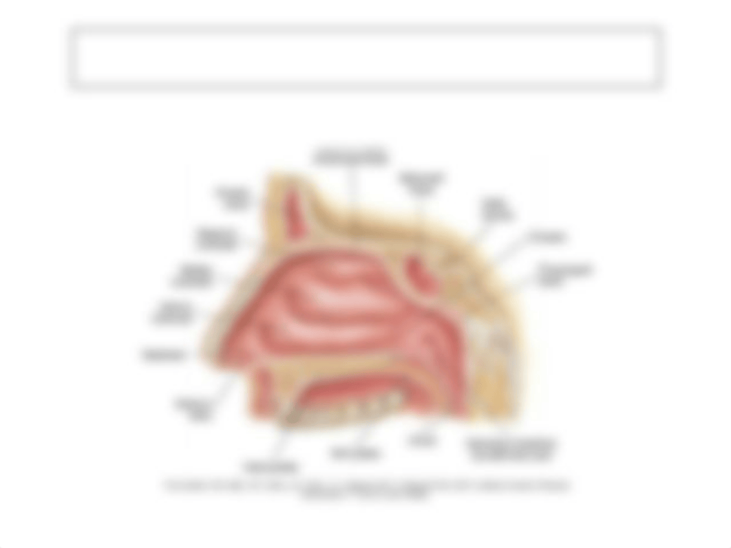 Chapter 22 (Upper Respiratory Tract Disorders) -student.pptx_d1gnjyi5t3d_page4