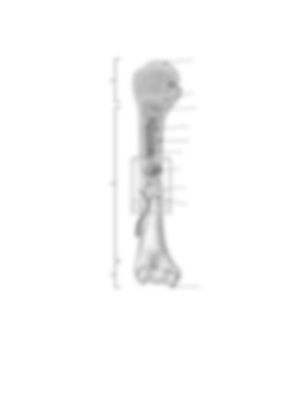 Skeletal System Online Lab.pdf_d1gqd317a7g_page4