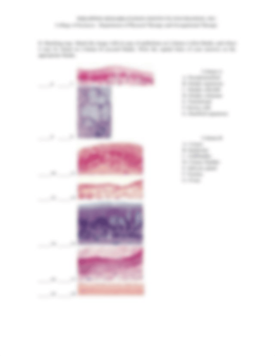 Quiz 2 Histology.pdf_d1guhsmzkuv_page2