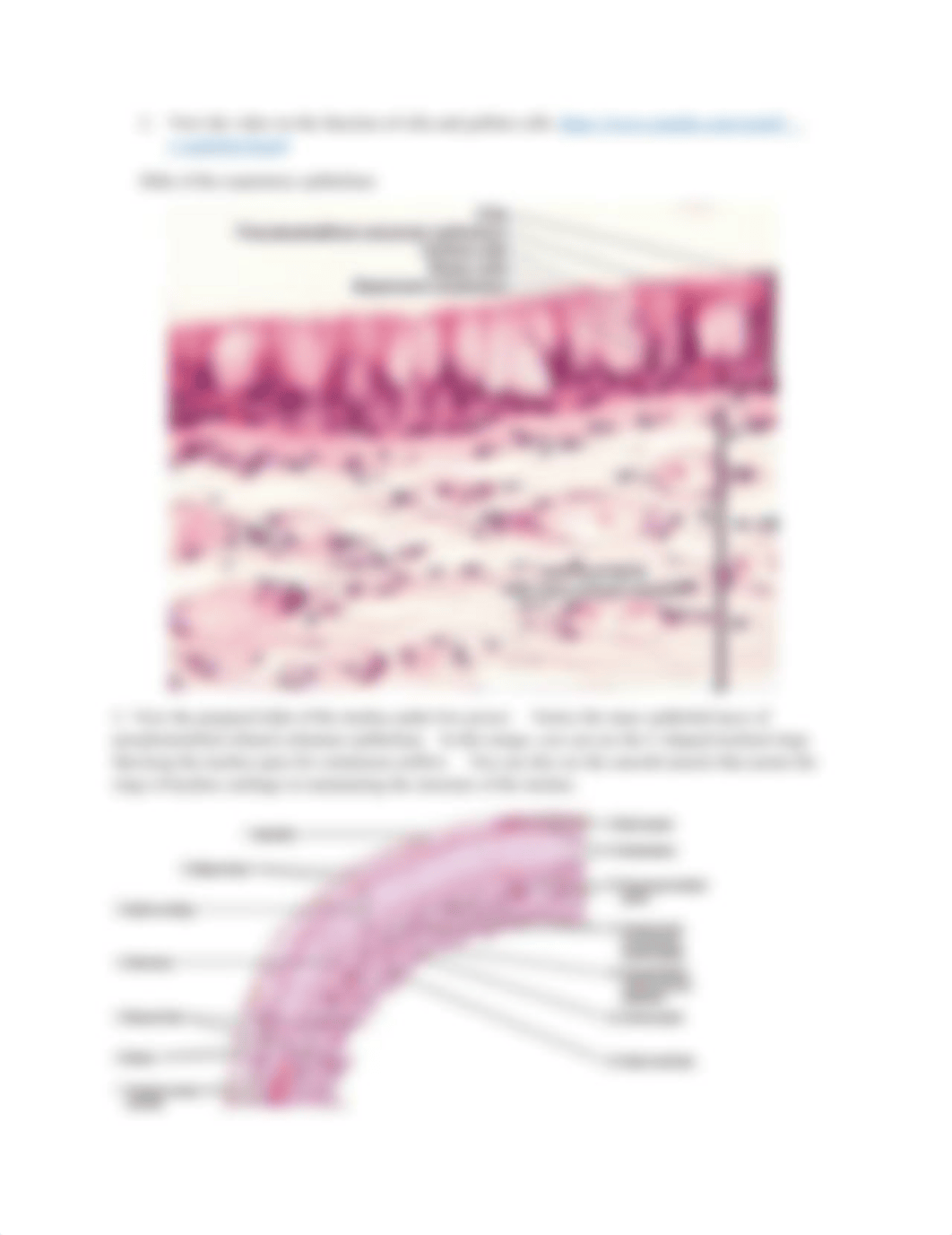 Brockman Organs of the Respiratory System Jan 23_d1hd3mxmh8l_page4