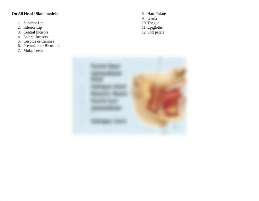 Lab Week 13 Digestive System_d1hmcs4ua6d_page2