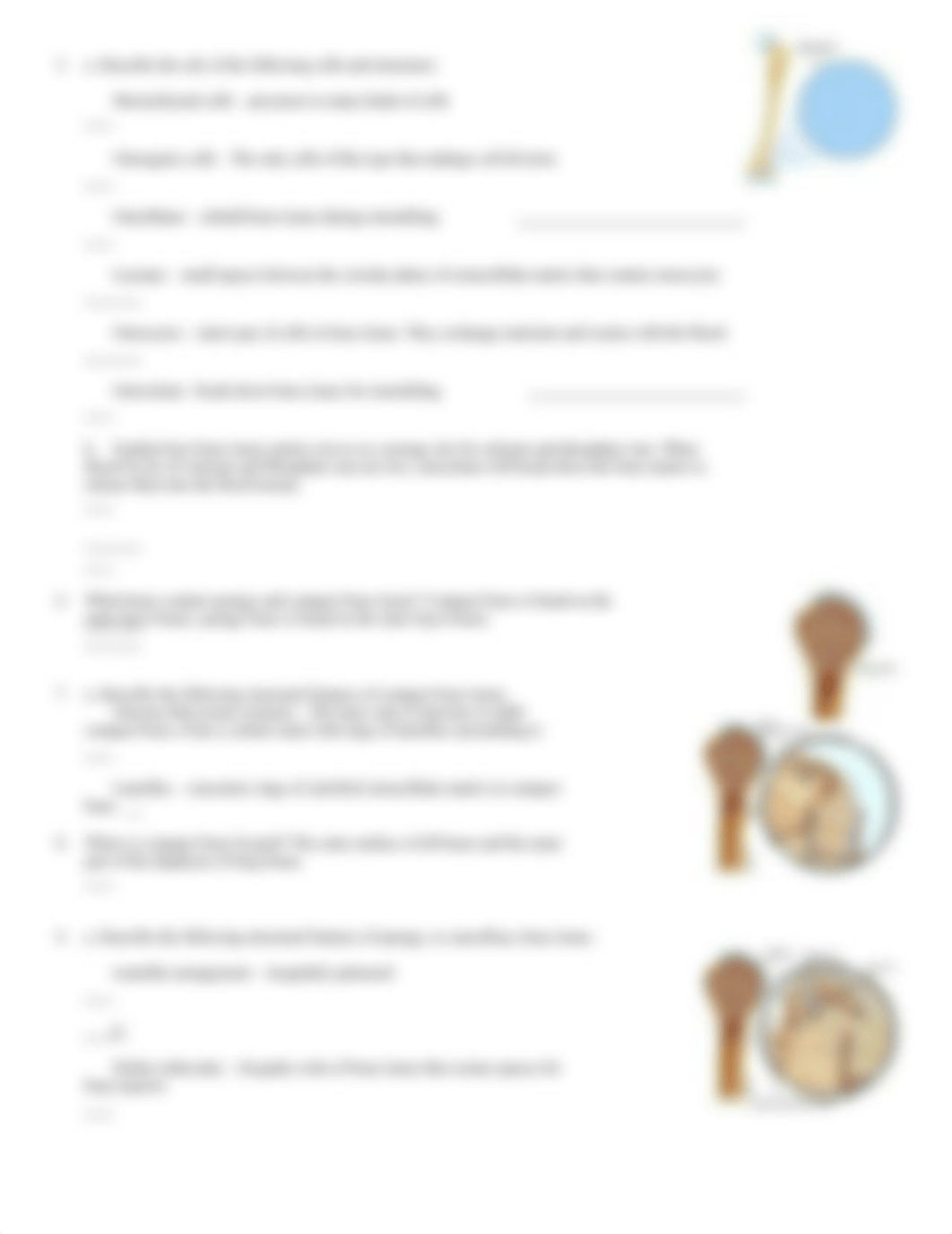 bone dynamics and tissue.doc_d1j5cma8aby_page2