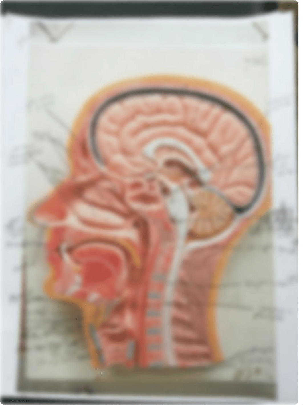 Respiratory head.pdf_d1jise4c0fp_page1