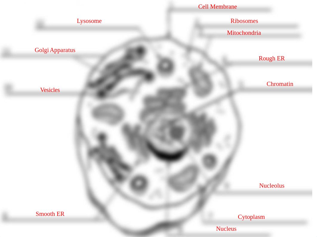 Cell Labeling (done).pptx_d1jvojc6n99_page1