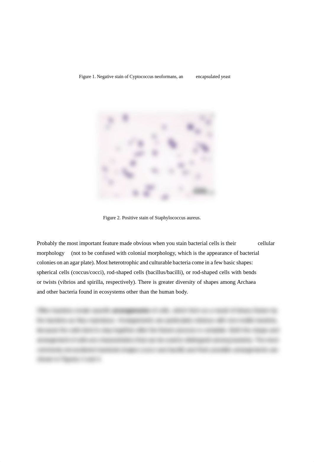 Biol 230 - Differential Staining .pdf_d1kg07mzbqi_page2