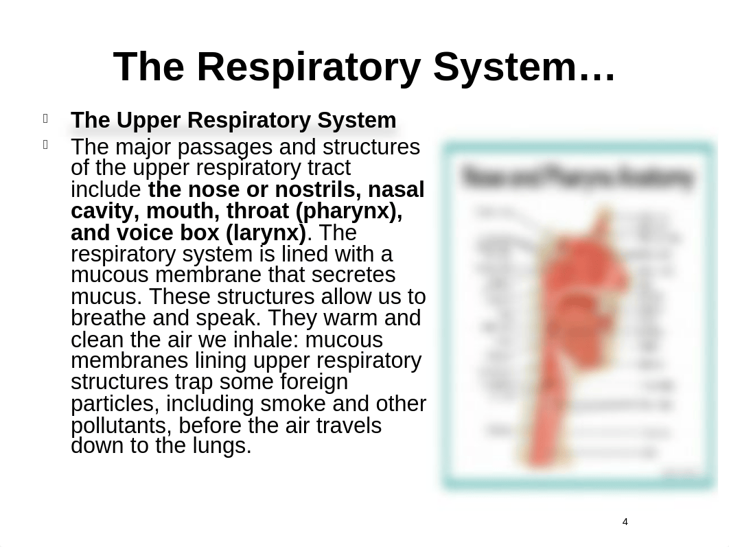 Upper_and_Lower_Respiratory_System.ppt_d1knwwvep33_page4