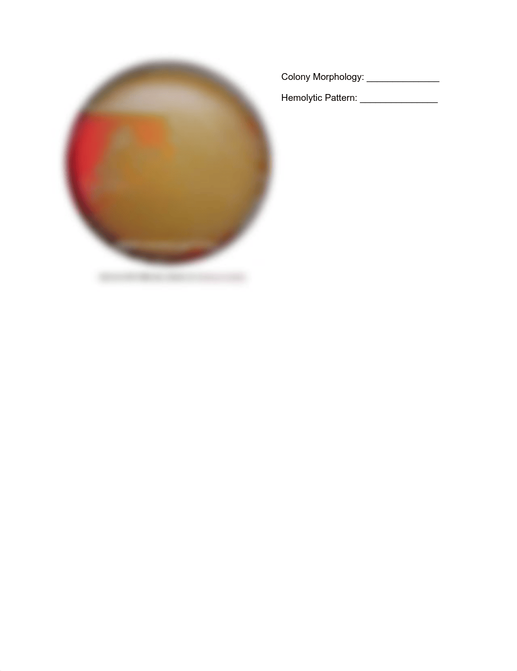 Week 5 - Selective and Differential Media 2 .pdf_d1ksukg86yx_page4