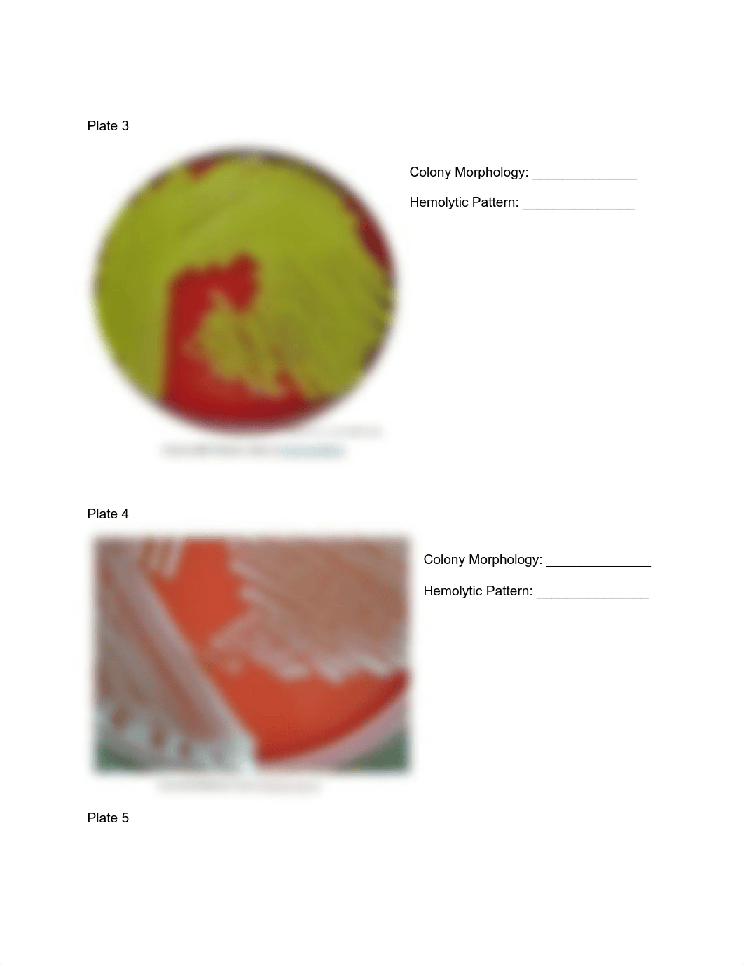 Week 5 - Selective and Differential Media 2 .pdf_d1ksukg86yx_page3