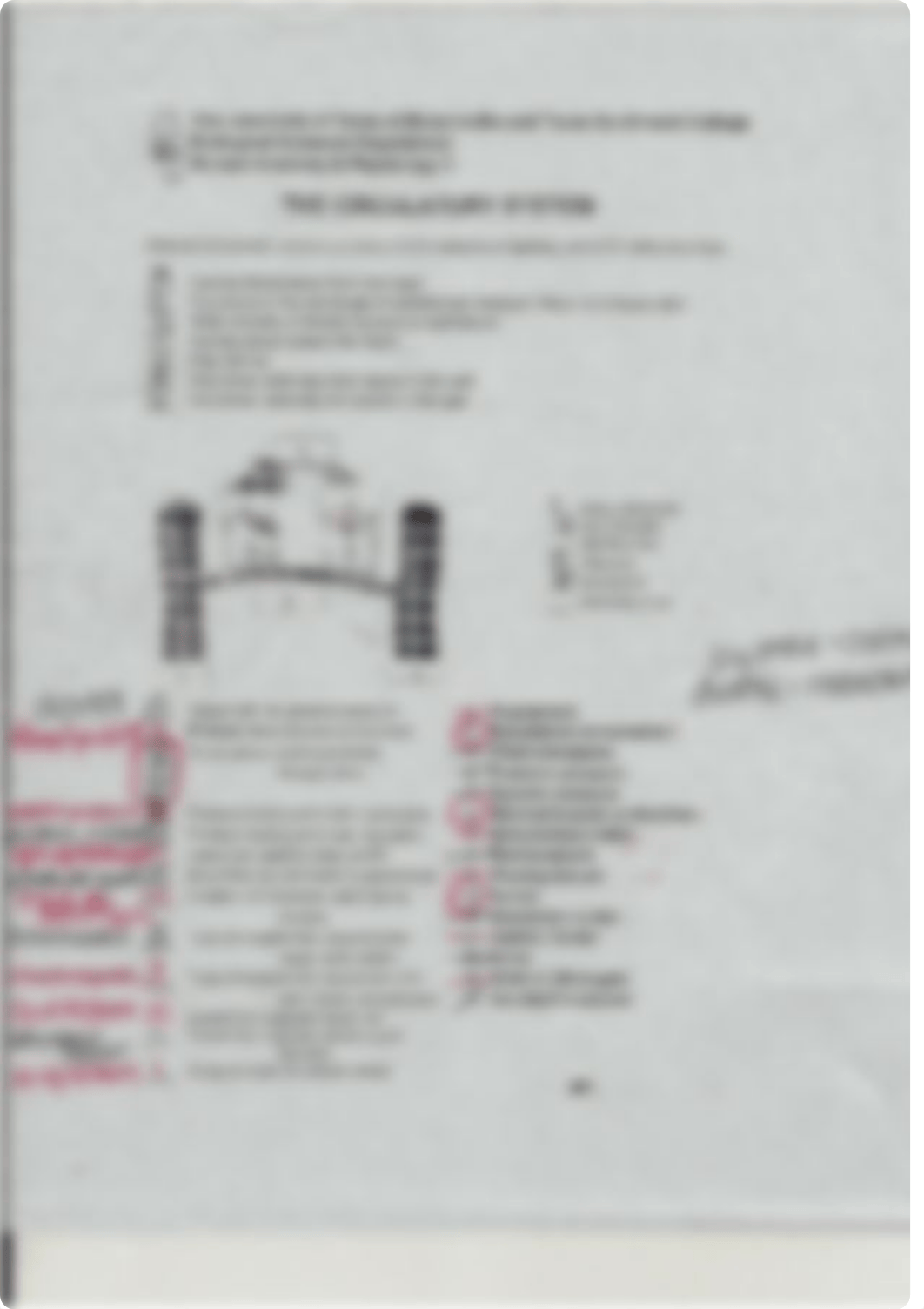 Anatomy Lab Respiratory/Circulatory Systems Quiz 2_d1kt0799l1b_page3