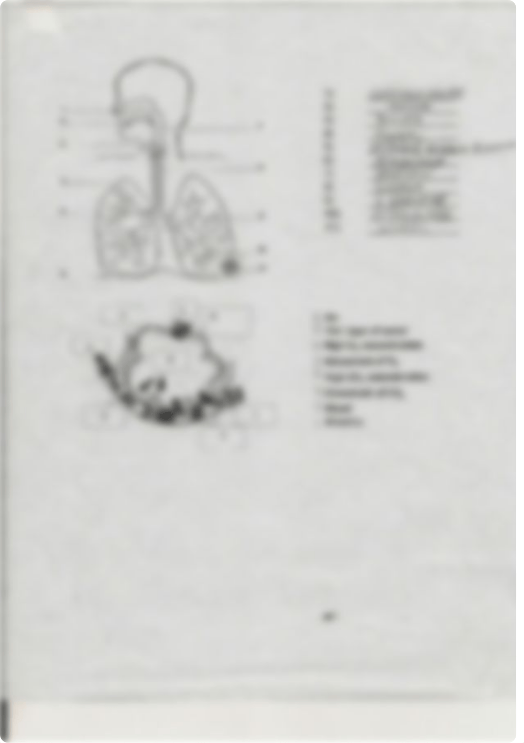 Anatomy Lab Respiratory/Circulatory Systems Quiz 2_d1kt0799l1b_page2