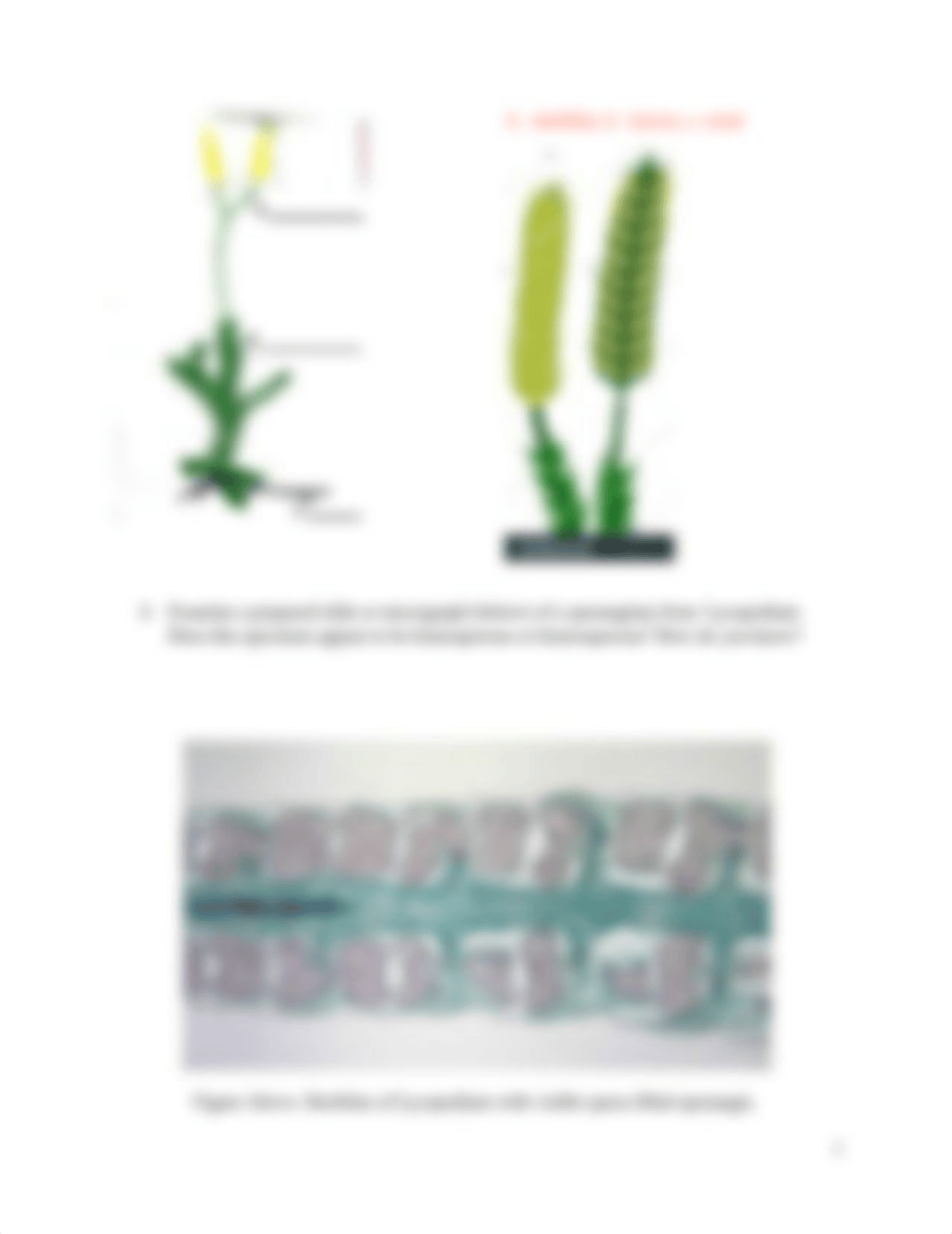 Lab 4B Seedless Vascular Plants.pdf_d1kypn8pz6c_page5