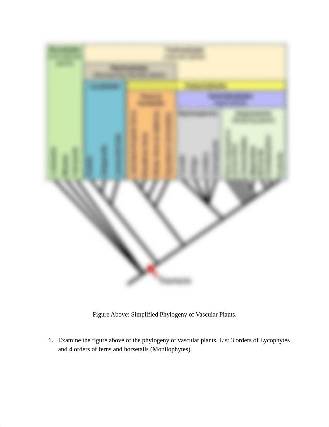 Lab 4B Seedless Vascular Plants.pdf_d1kypn8pz6c_page2