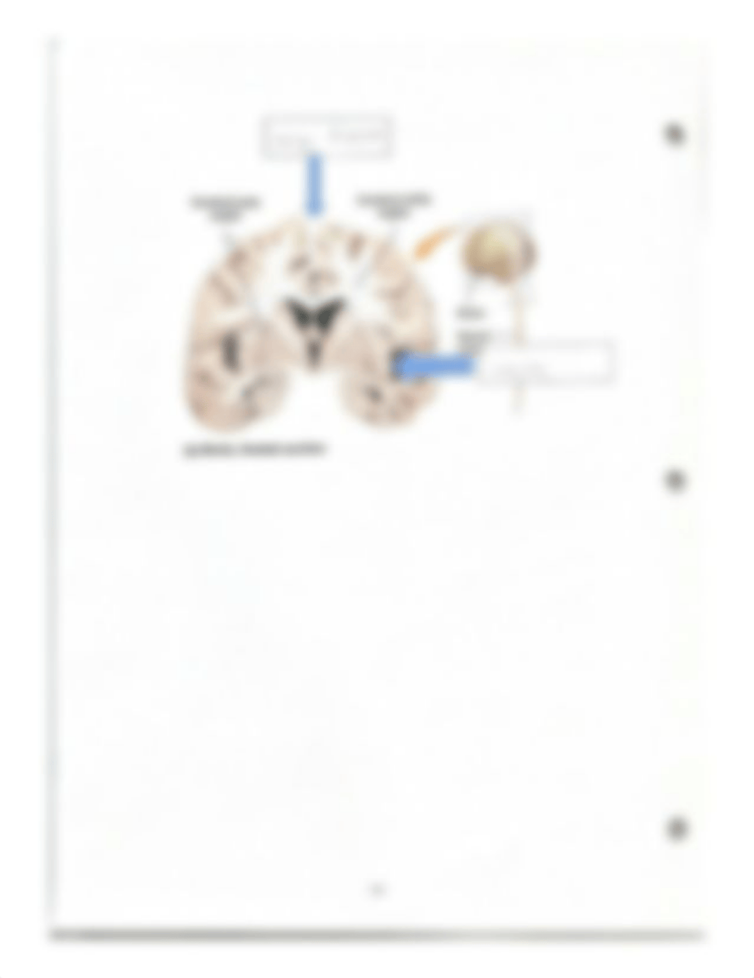 Brain Model Activity Key (1).pdf_d1lzsmwuho9_page2