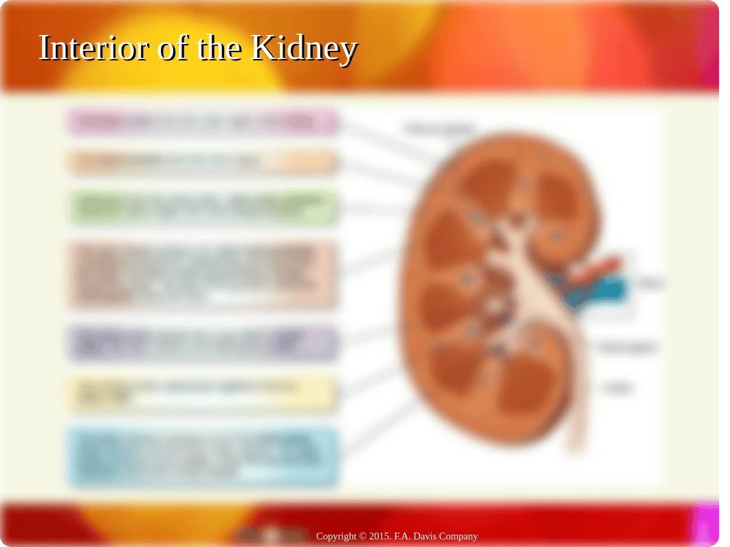 Ch36 Urinary Overview-1.ppt_d1m4noat0pw_page3