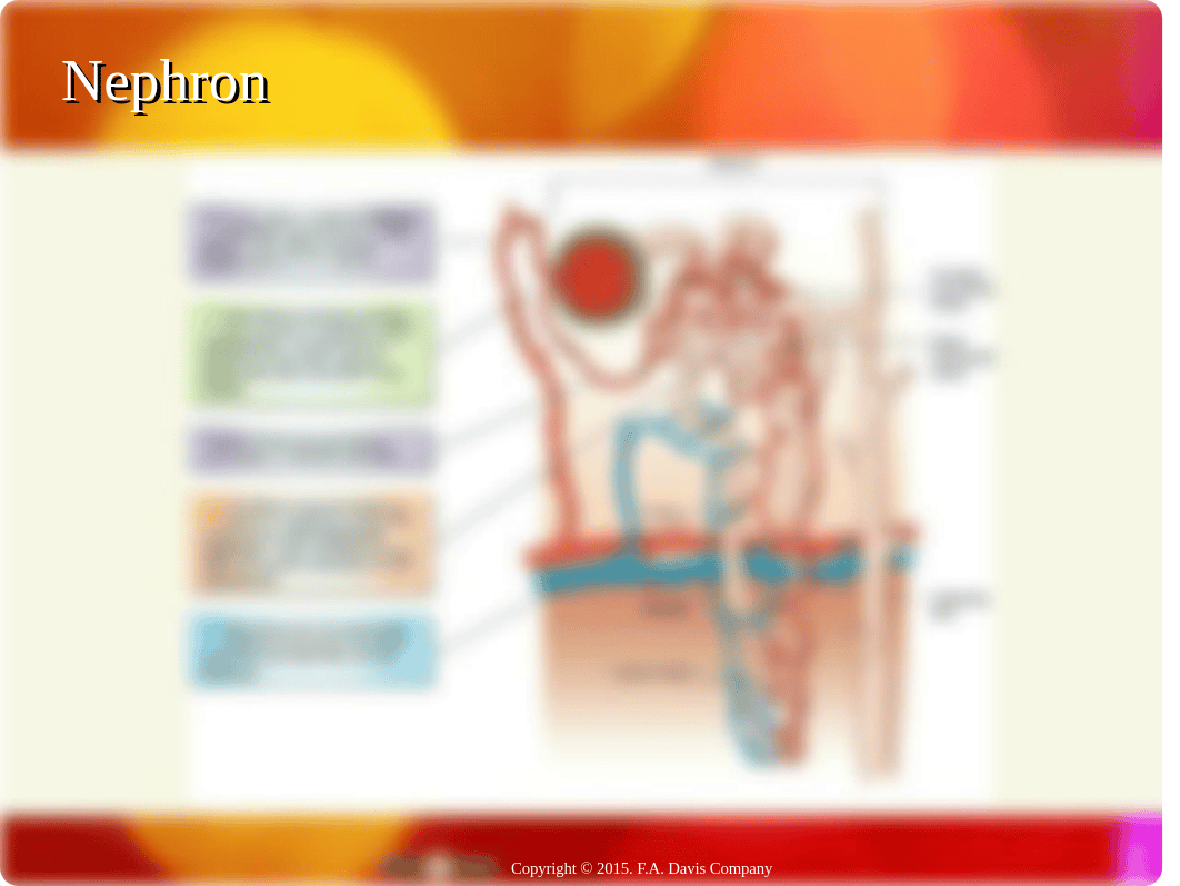 Ch36 Urinary Overview-1.ppt_d1m4noat0pw_page4