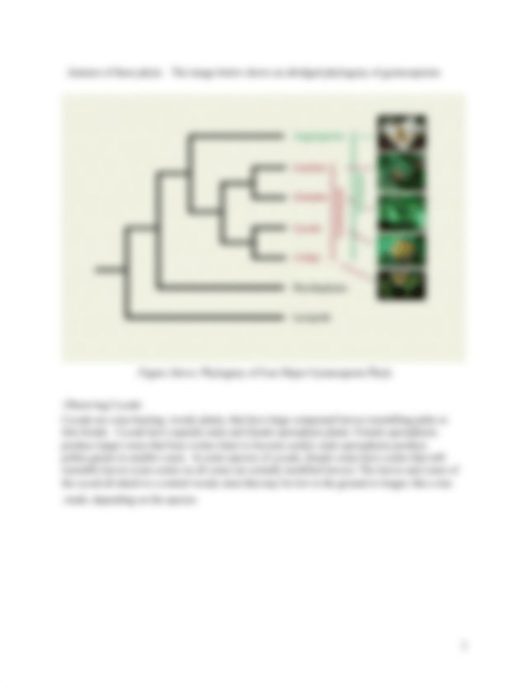 Bio 102, Lab 4C, Seed Plants.docx_d1mantnc58r_page3